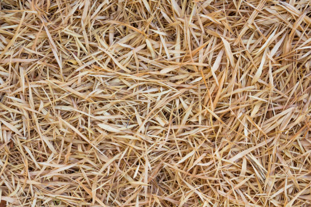 istock Bamboo leaf dry brown color background 955476324