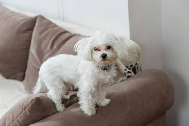 istock Maltese in the apartment 955477100