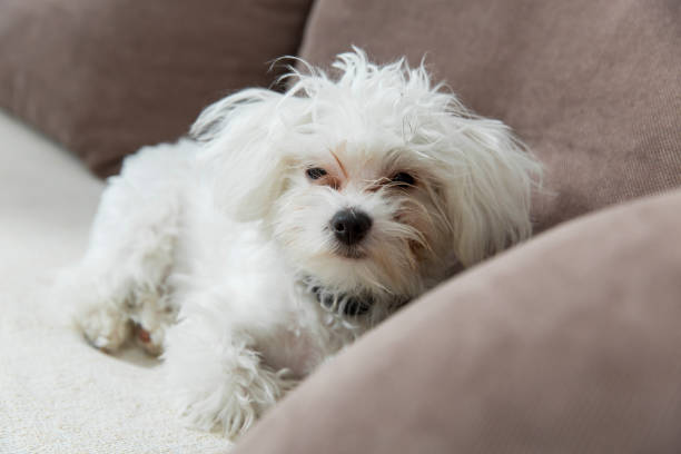 istock Maltese in the apartment 955477180