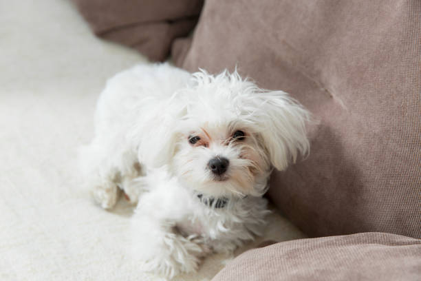istock Maltese in the apartment 955477254