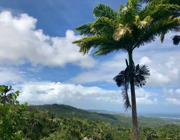 istock Look out point with gigantic palm trees at Welchman Hall Gully, Saint Thomas Parish - Barbados 955481482