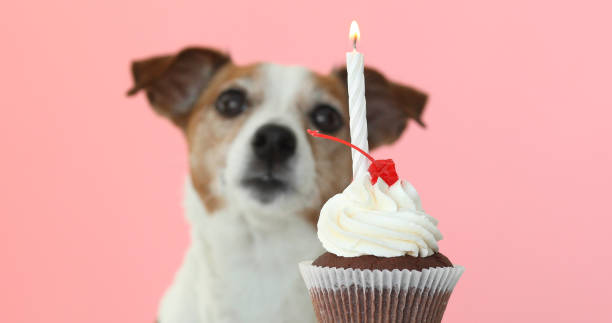 istock jack russell dog look at candle in cake 955484108