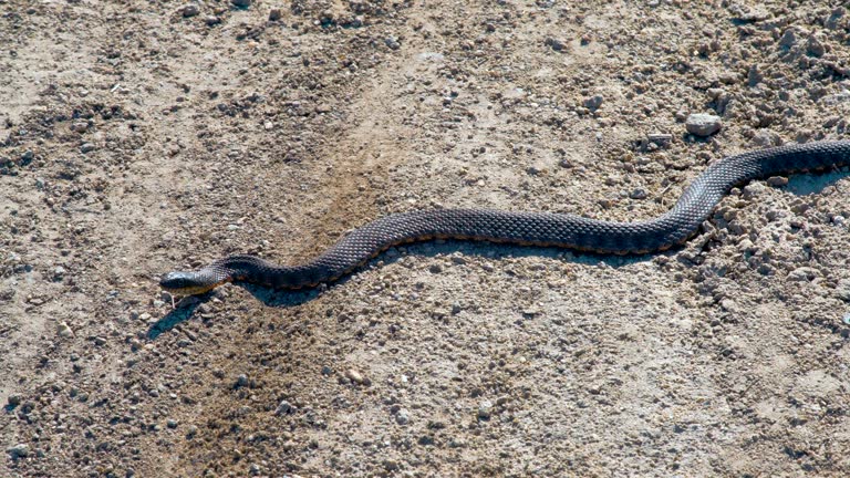 The Viper Snake Garnishes on the Sun Frozen on the Road in the Desert