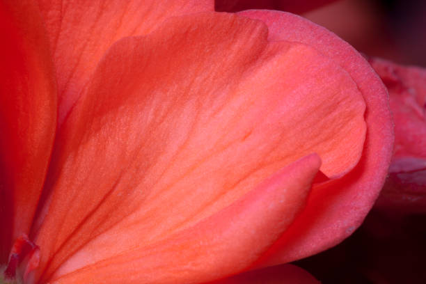 istock Macro photo of a red geranium petal. 955487626