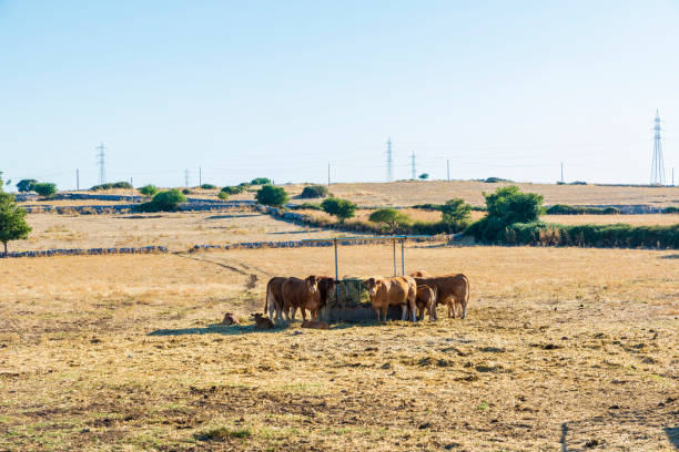 istock Herd of cows between fields in Sicily, Italy 955488100