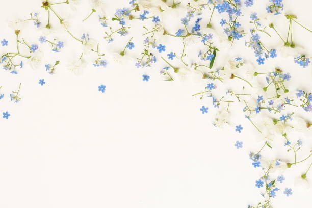 istock Flowers background. pattern from blue and white spring flowers on white background. Top view. 955488266
