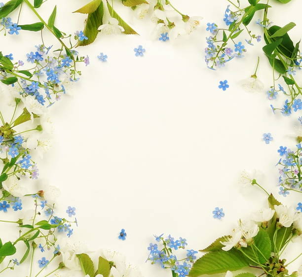 istock Flowers background. pattern from blue and white spring flowers on white background. Top view. 955488292