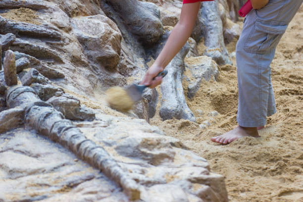 istock Children learning about, Excavating dinosaur fossils simulation 955488782