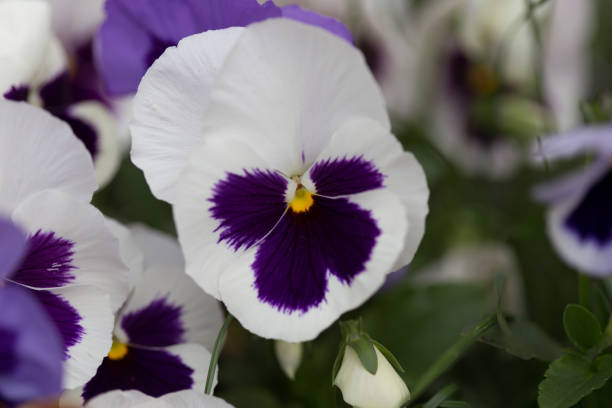 istock Whit and Purple Flowers 955488948