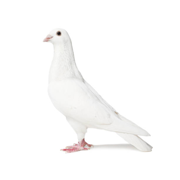 istock White pigeon isolated on white background 955490912
