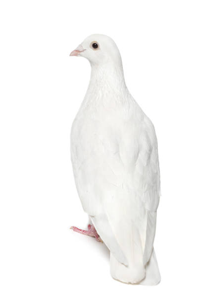 istock White dove isolated on white background 955491060
