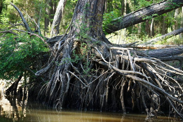 Texas Roots 90+ East Texas Landscape Stock Photos, Pictures & Royalty-Free Images ...