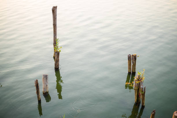 istock Twigs in water.Texture of water surface. 955491502
