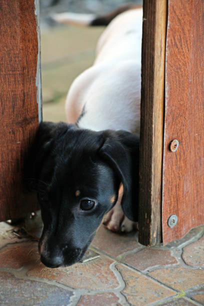 istock Dachshund Dog Spring Garden 955494958