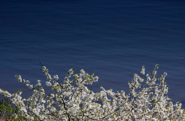 istock waterside cherry blossoms in the springtime. Water blue background. Spring 955495540