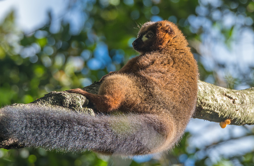 Ring-tailed lemur sitting on a log.