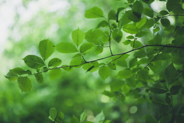 istock Green leaves background 955498858