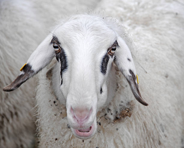 istock Portrait of a sheep 95550075