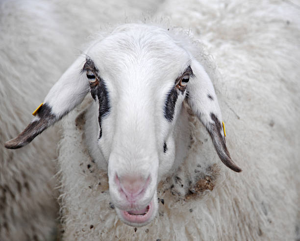 Portrait of a sheep stock photo