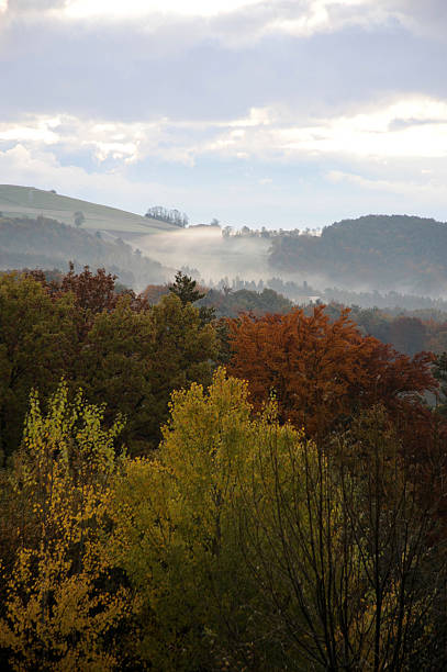 forest in autumn stock photo