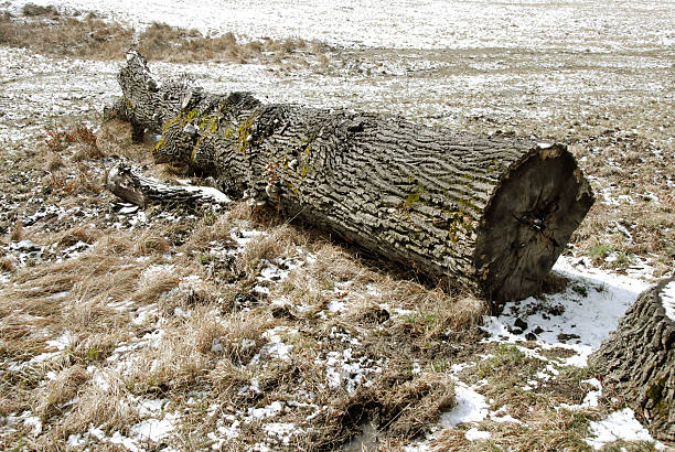 Fallen Tree stock photo