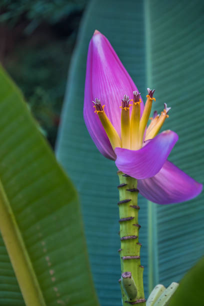 istock Exotic palm tree flower, Ranunafama (hot water in Malagasy) National Park, Madagascar 955501906