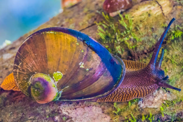 Giant snail, Ranunafama (hot water in Malagasy) National Park, Madagascar