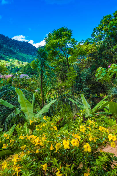 istock Lush primeval forests, Ranomafana (hot water in Malagasy) National Park, Madagascar 955502360