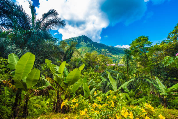 istock Lush primeval forests, Ranomafana (hot water in Malagasy) National Park, Madagascar 955502530