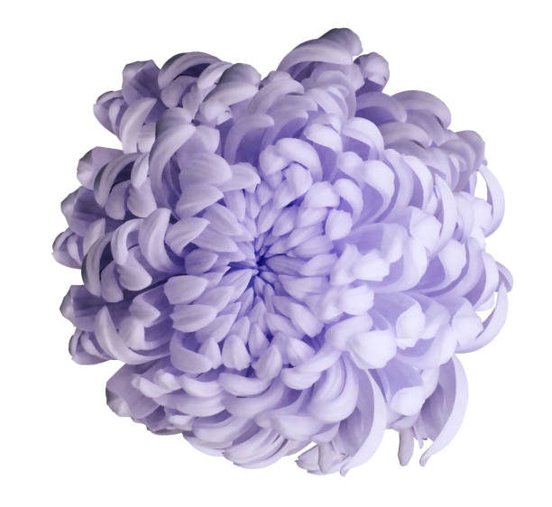 istock Light violet flower chrysanthemum  on a white isolated background with clipping path.   Closeup.   For design.  Nature. 955503044