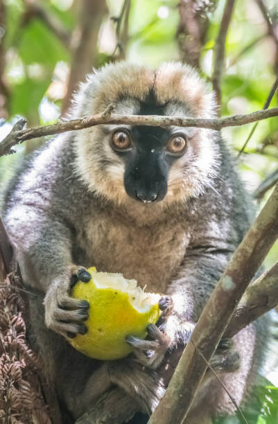 Red-fronted brown lemur (Eulemur rufifrons), Ranunafama (hot water in Malagasy) National Park, Madagascar