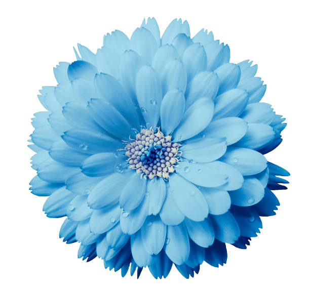 istock Calendula flower light blue with dew on a white isolated background with clipping path. Closeup. Nature. 955503080