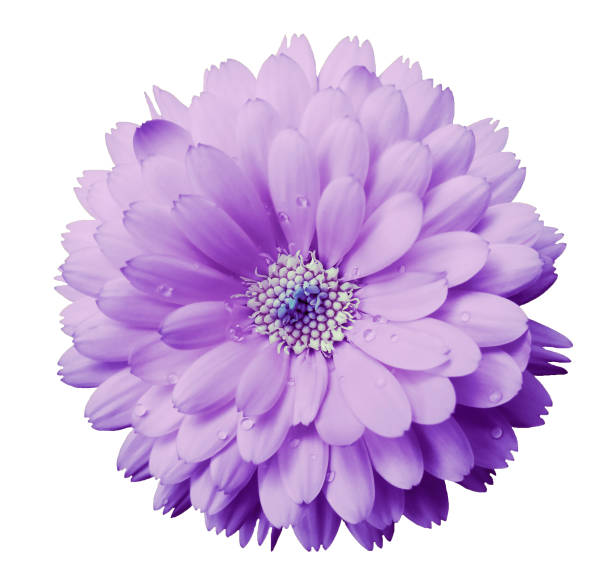 istock Calendula flower light violet with dew on a white isolated background with clipping path. Closeup. Nature. 955503804