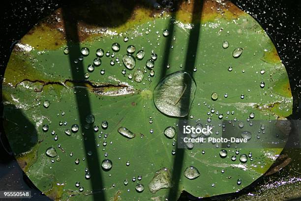 Abstrato De Folha De Lótus - Fotografias de stock e mais imagens de Cabeça de Flor - Cabeça de Flor, Flor, Flora