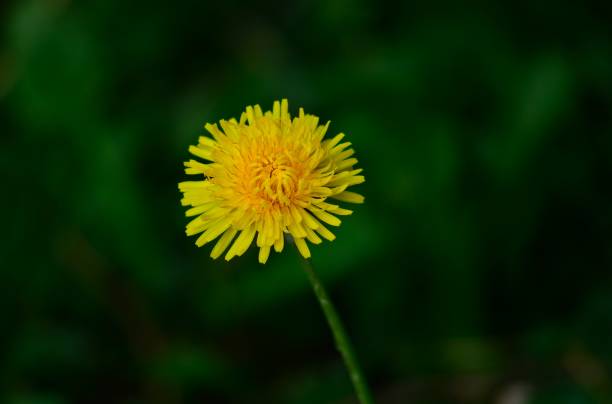istock Blooming dandelion flowers in the wild 955506228