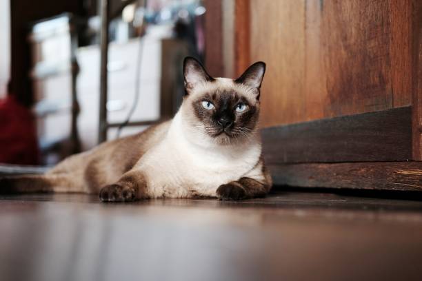 Siamese cat sit on wooden floor at home.Thai cat lies on wooden floor. Siamese cat sit on wooden floor at home.Thai cat lies on wooden floor. siamese cat stock pictures, royalty-free photos & images