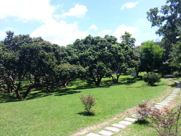 istock Blue sky, green trees and lawn (2) 955506854