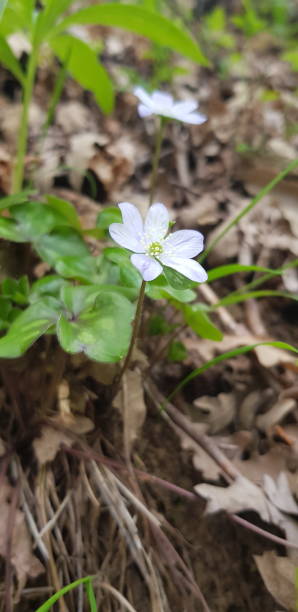 istock the secret blue flower 955506884