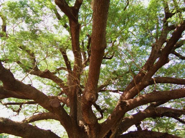 istock Tree branches and green leave under daylight and against blue sky 955507076
