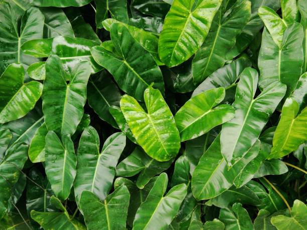 istock Green Philodendron leave pattern and tropical leaves with water drop in nature garden background 955507666