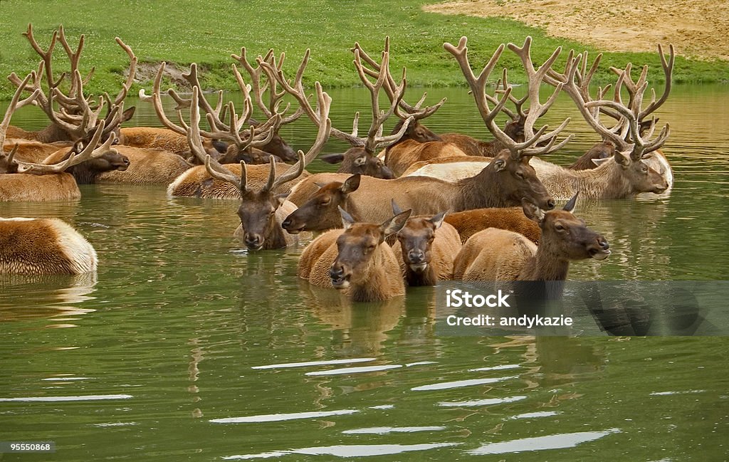 Elk frío - Foto de stock de Agua libre de derechos