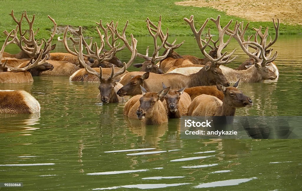 Elk chłodzenie - Zbiór zdjęć royalty-free (Chłodny)