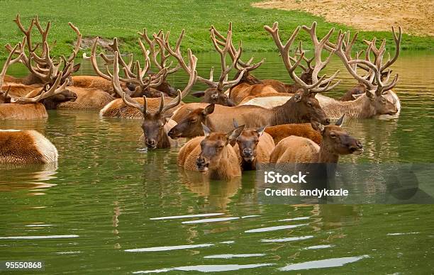 Elk Chłodzenie - zdjęcia stockowe i więcej obrazów Chłodny - Chłodny, Wapiti, Woda