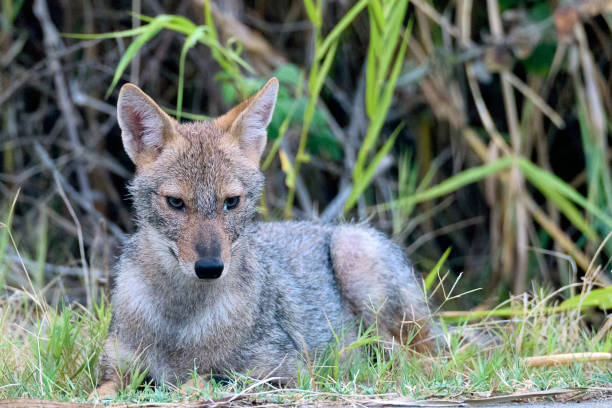 istock Portrait of jackal laying down 955510348