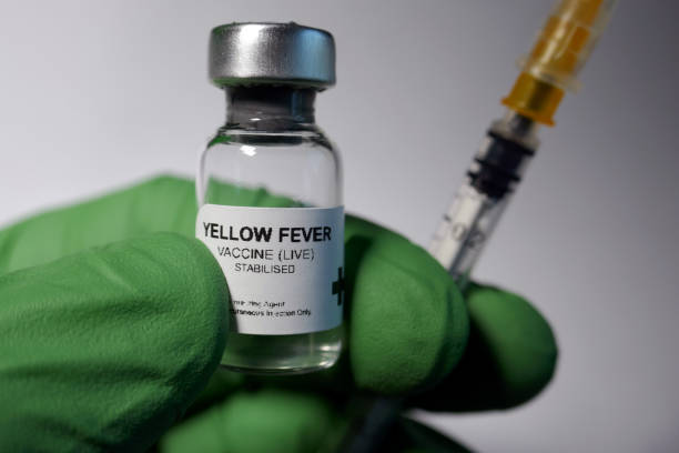 istock Yellow fever inoculation 955514646