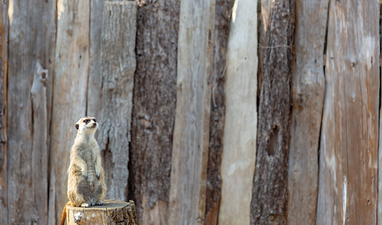 meerkat standing tall on a tree stump looking to the upper right as if observing or anticipating