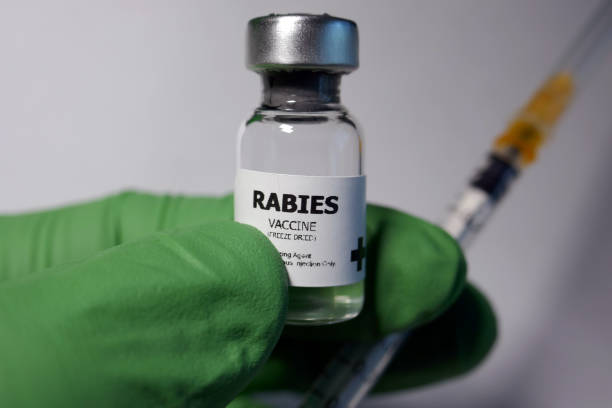 Rabies inoculation stock photo