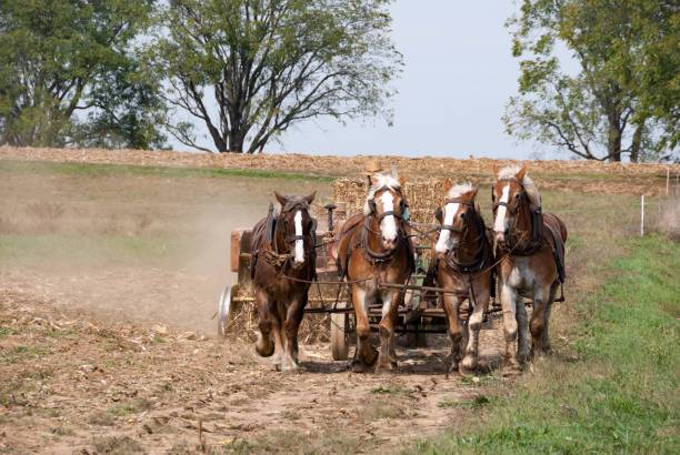 istock Amish Farmers Harvesting 955517982