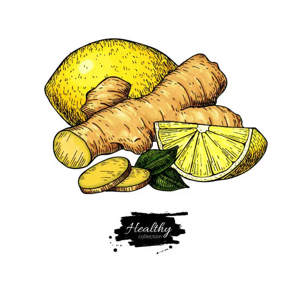 Vector illustration of Ginger, lemon and mint vector drawing. Root, hearb leaf and fruit slice sketch.