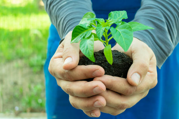 istock keep plant seedlings before planting in hands 955521706